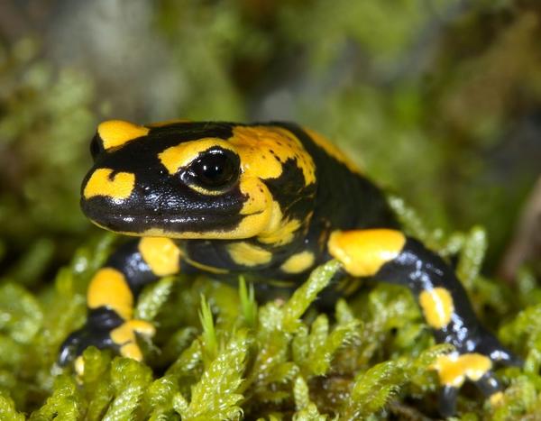 Feuersalamander