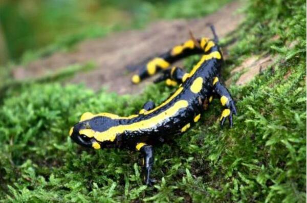 Salamander
