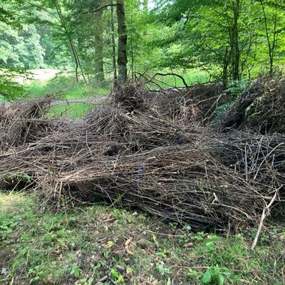 Abbildung 1: illegaler M&uuml;ll: Reisigb&uuml;ndel mit Plastikschn&uuml;ren im Wald, Foto: RL L. Sonnabend