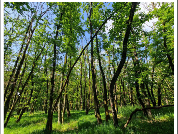 Waldbegehung