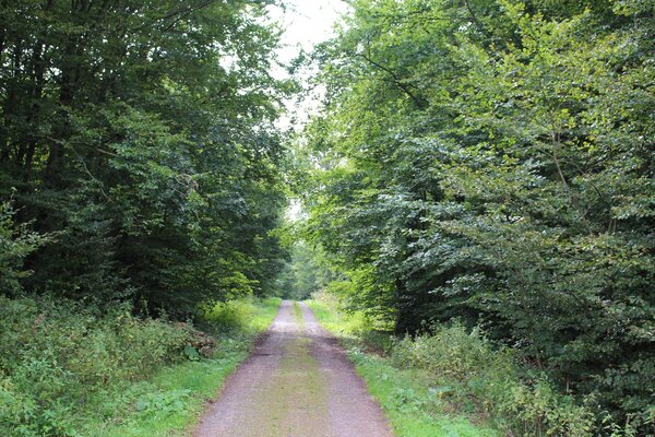 Wald