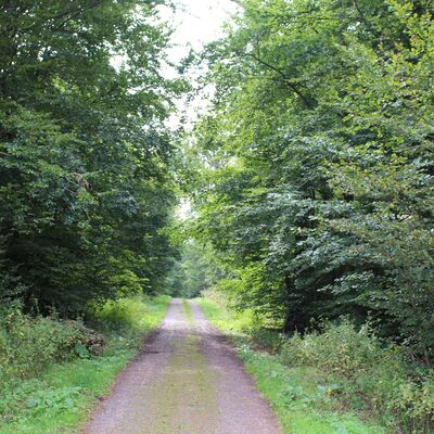 Wald
