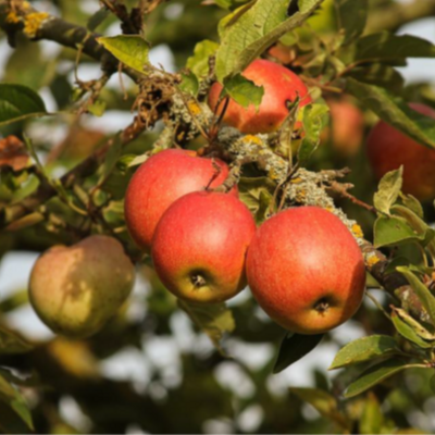 Apfelbaum