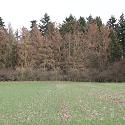 Wald
