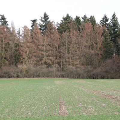 Wald